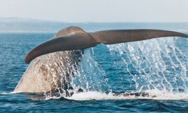Baleines